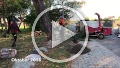 Traefaeldning_2